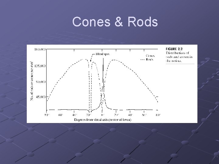 Cones & Rods 