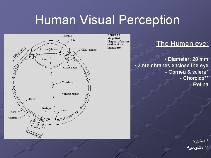 Human Visual Perception The Human eye: • Diameter: 20 mm • 3 membranes enclose