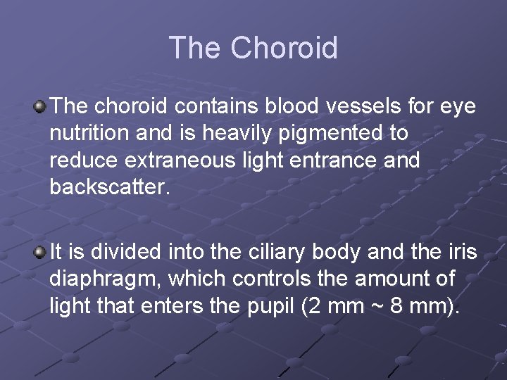 The Choroid The choroid contains blood vessels for eye nutrition and is heavily pigmented