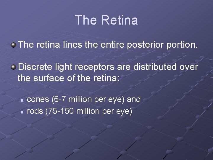 The Retina The retina lines the entire posterior portion. Discrete light receptors are distributed