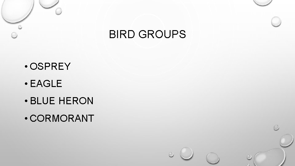 BIRD GROUPS • OSPREY • EAGLE • BLUE HERON • CORMORANT 