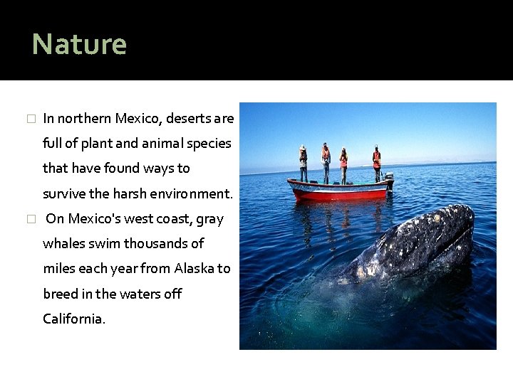 Nature � In northern Mexico, deserts are full of plant and animal species that