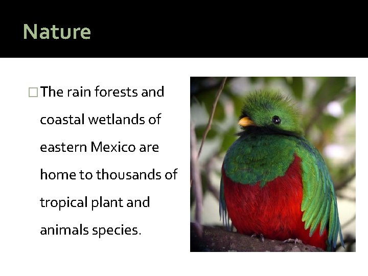 Nature �The rain forests and coastal wetlands of eastern Mexico are home to thousands