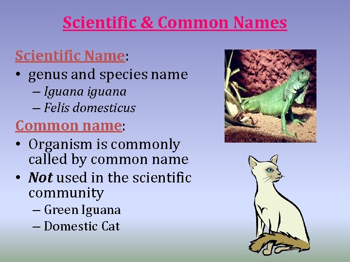 Scientific & Common Names Scientific Name: • genus and species name – Iguana iguana