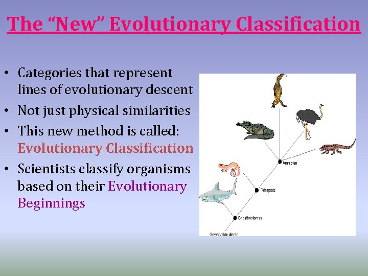 The “New” Evolutionary Classification • Categories that represent lines of evolutionary descent • Not