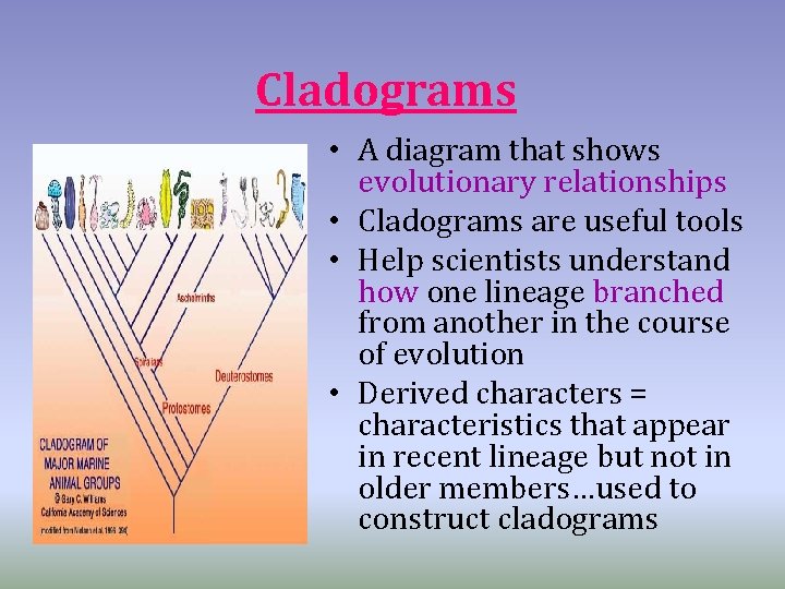 Cladograms • A diagram that shows evolutionary relationships • Cladograms are useful tools •