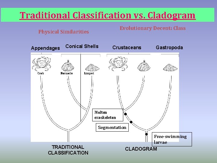 Traditional Classification vs. Cladogram Evolutionary Decent: Class Physical Similarities Appendages Crab Conical Shells Barnacle