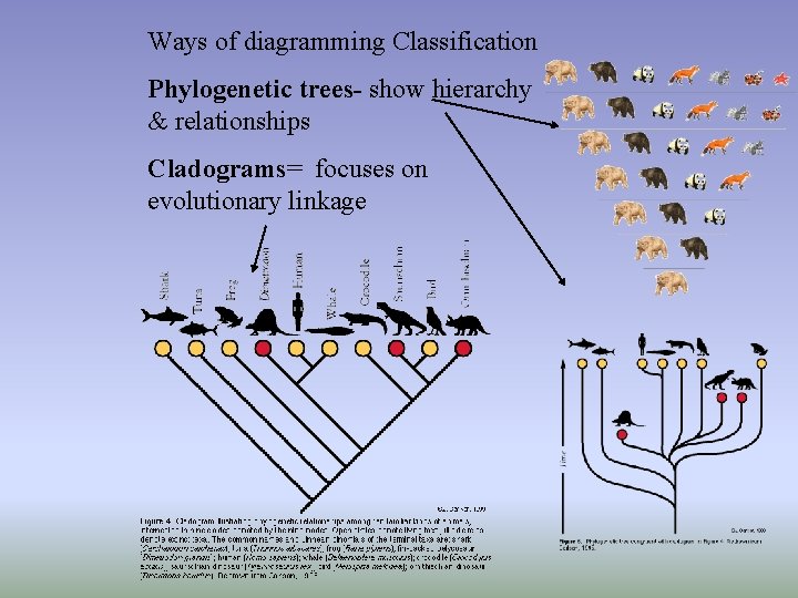 Ways of diagramming Classification Phylogenetic trees- show hierarchy & relationships Cladograms= focuses on evolutionary