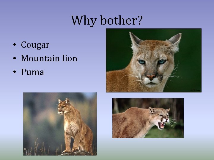 Why bother? • Cougar • Mountain lion • Puma 