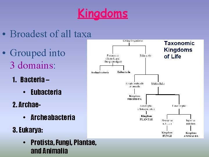 Kingdoms • Broadest of all taxa • Grouped into 3 domains: 1. Bacteria –