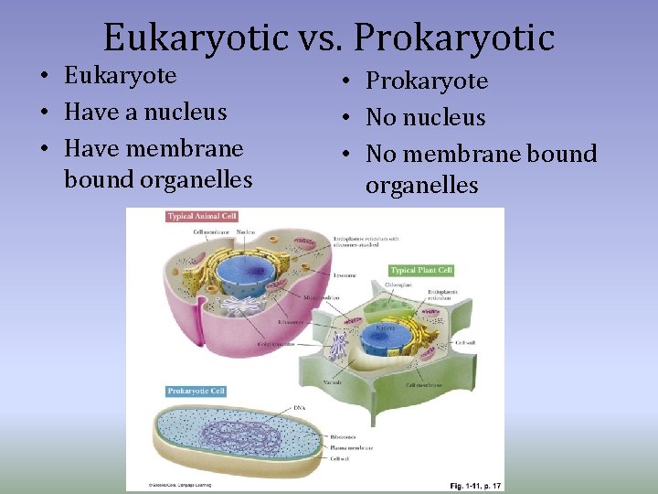 Eukaryotic vs. Prokaryotic • Eukaryote • Have a nucleus • Have membrane bound organelles