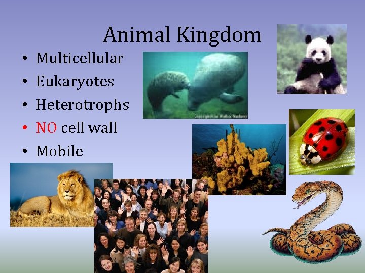 Animal Kingdom • • • Multicellular Eukaryotes Heterotrophs NO cell wall Mobile 