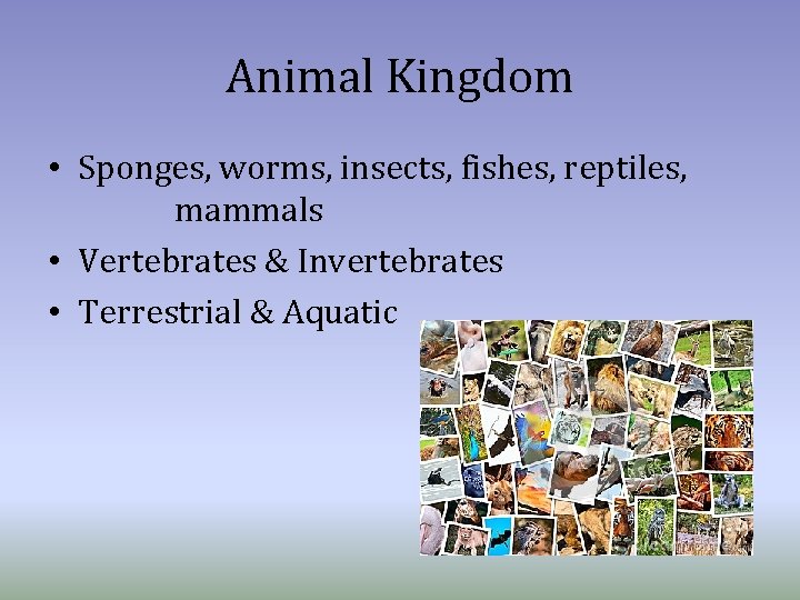Animal Kingdom • Sponges, worms, insects, fishes, reptiles, mammals • Vertebrates & Invertebrates •