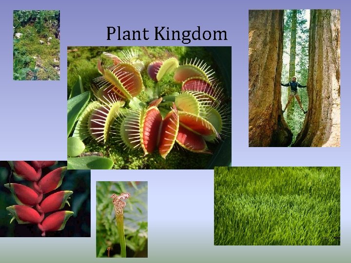 Plant Kingdom 