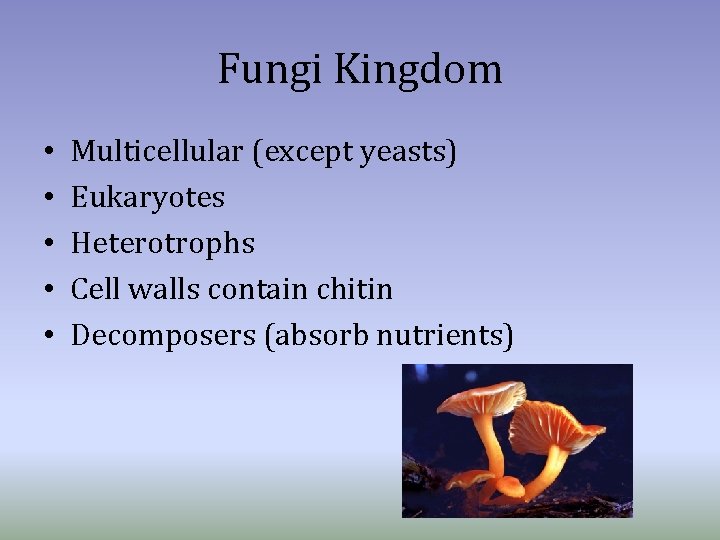 Fungi Kingdom • • • Multicellular (except yeasts) Eukaryotes Heterotrophs Cell walls contain chitin