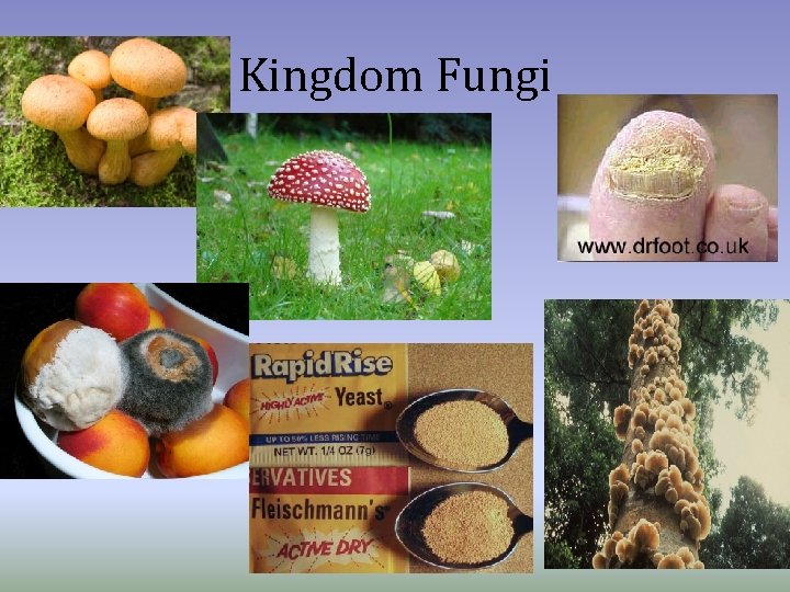 Kingdom Fungi 