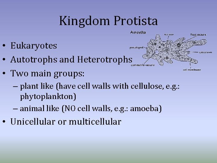 Kingdom Protista • Eukaryotes • Autotrophs and Heterotrophs • Two main groups: – plant