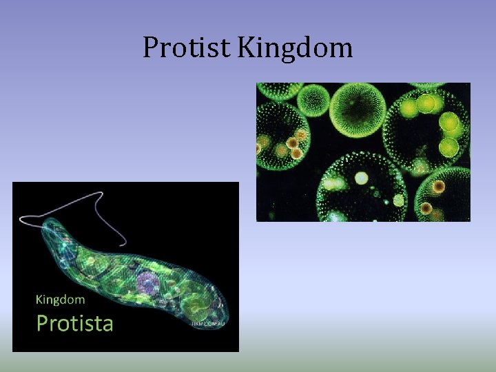 Protist Kingdom 