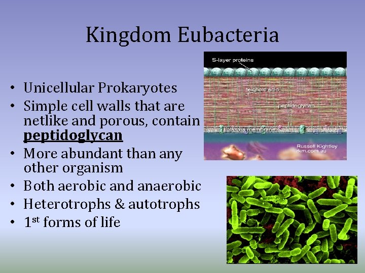 Kingdom Eubacteria • Unicellular Prokaryotes • Simple cell walls that are netlike and porous,