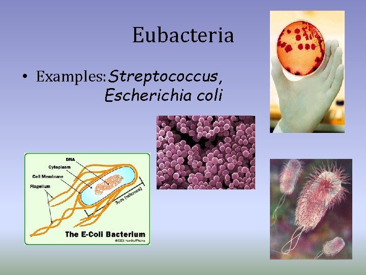 Eubacteria • Examples: Streptococcus, Escherichia coli 