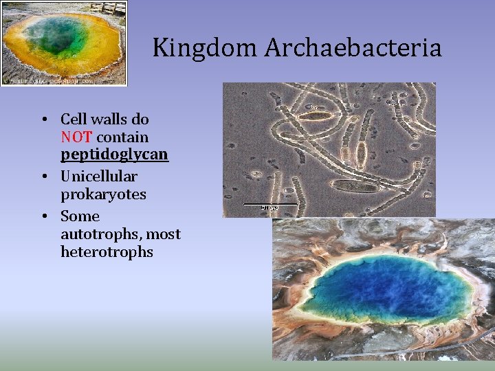 Kingdom Archaebacteria • Cell walls do NOT contain peptidoglycan • Unicellular prokaryotes • Some