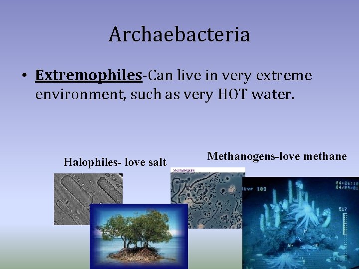 Archaebacteria • Extremophiles-Can live in very extreme environment, such as very HOT water. Halophiles-