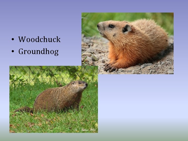  • Woodchuck • Groundhog 
