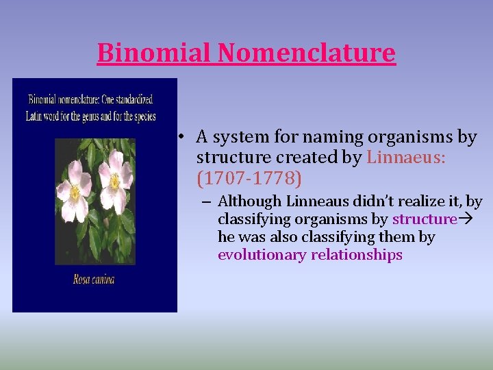 Binomial Nomenclature • A system for naming organisms by structure created by Linnaeus: (1707