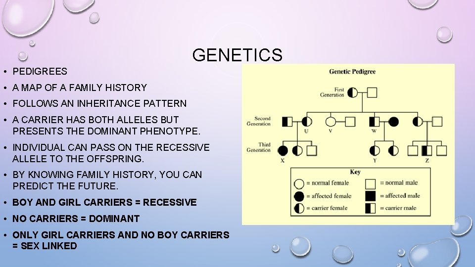 GENETICS • PEDIGREES • A MAP OF A FAMILY HISTORY • FOLLOWS AN INHERITANCE