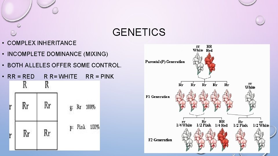 GENETICS • COMPLEX INHERITANCE • INCOMPLETE DOMINANCE (MIXING) • BOTH ALLELES OFFER SOME CONTROL.