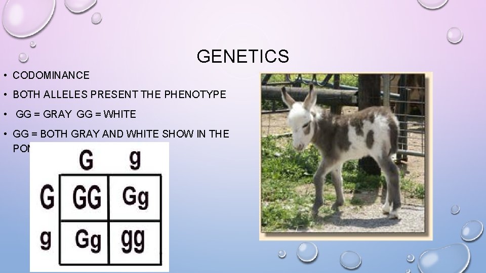 GENETICS • CODOMINANCE • BOTH ALLELES PRESENT THE PHENOTYPE • GG = GRAY GG