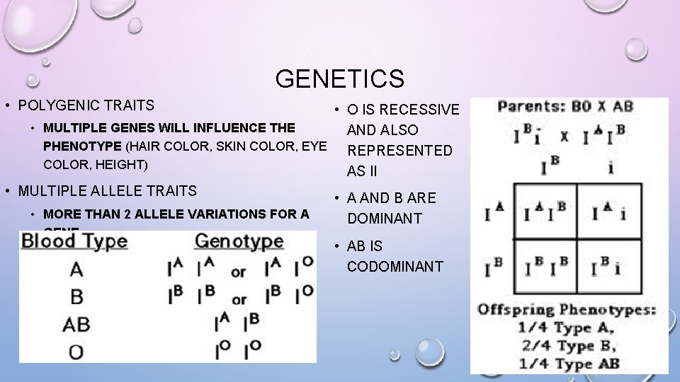 GENETICS • POLYGENIC TRAITS • O IS RECESSIVE • MULTIPLE GENES WILL INFLUENCE THE