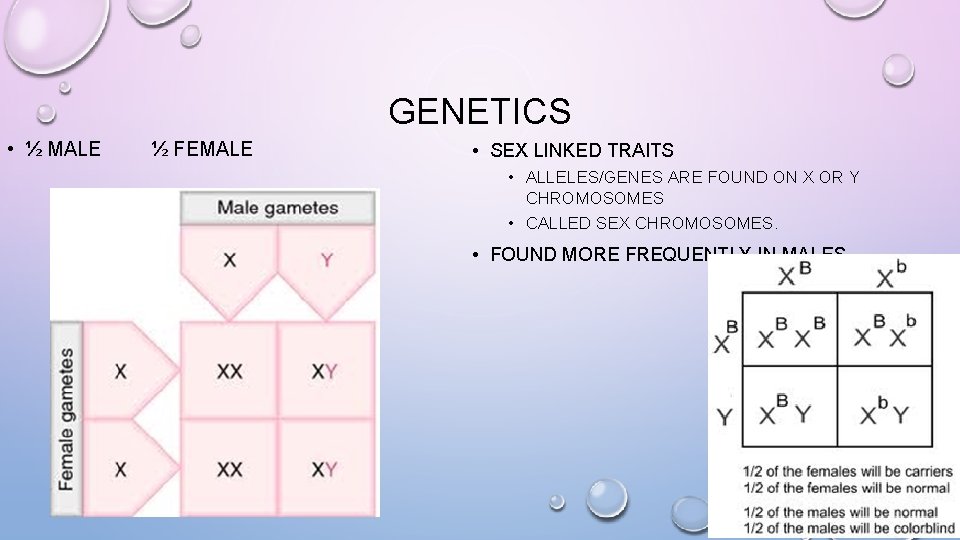 GENETICS • ½ MALE ½ FEMALE • SEX LINKED TRAITS • ALLELES/GENES ARE FOUND