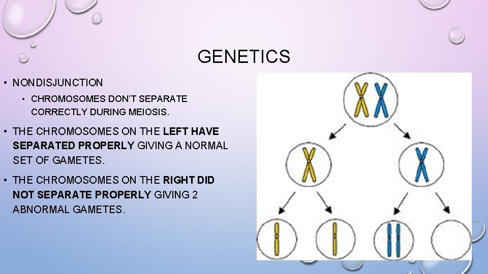 GENETICS • NONDISJUNCTION • CHROMOSOMES DON’T SEPARATE CORRECTLY DURING MEIOSIS. • THE CHROMOSOMES ON