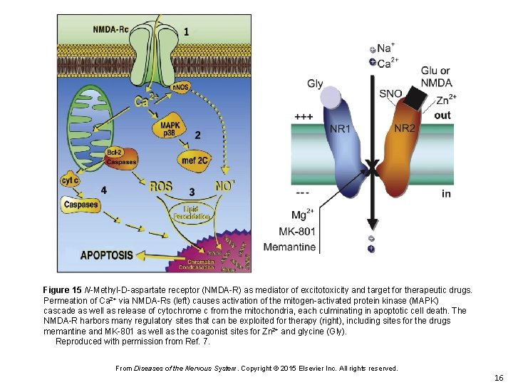 Figure 15 N-Methyl-D-aspartate receptor (NMDA-R) as mediator of excitotoxicity and target for therapeutic drugs.