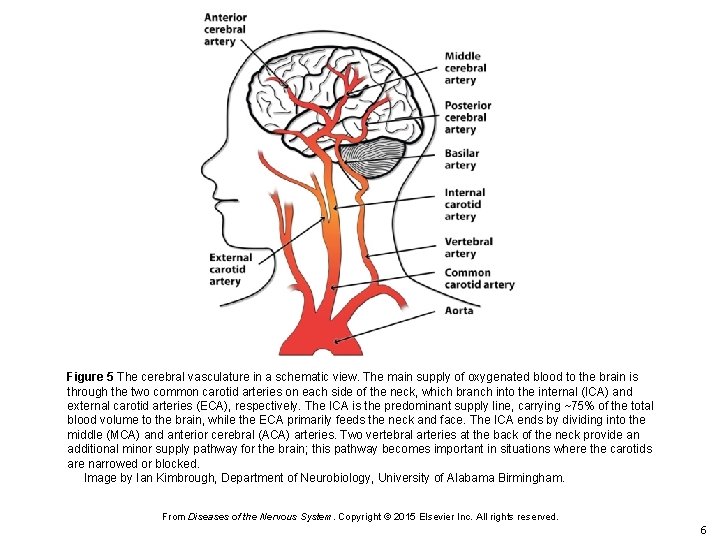 Figure 5 The cerebral vasculature in a schematic view. The main supply of oxygenated