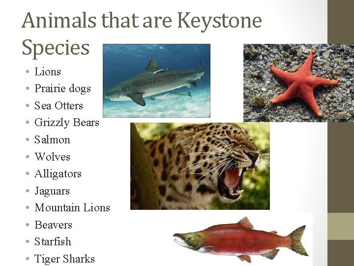 Animals that are Keystone Species • • • Lions Prairie dogs Sea Otters Grizzly