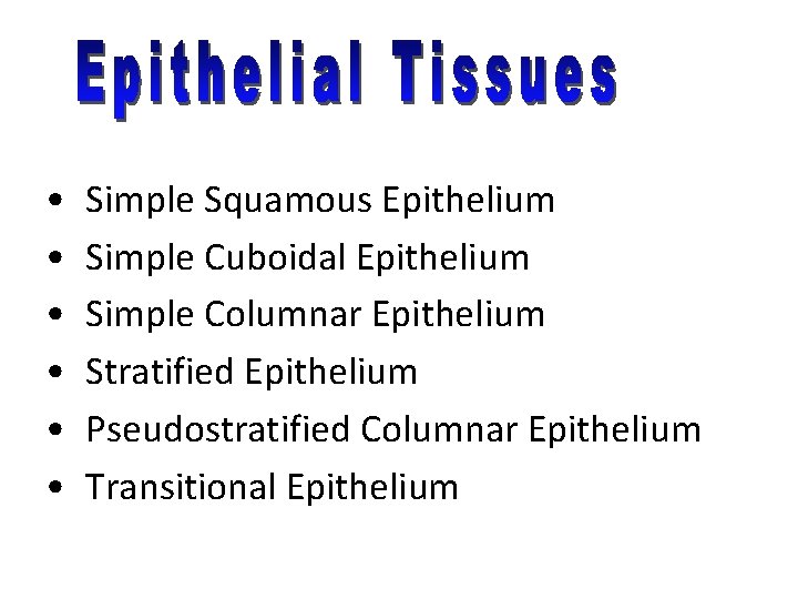  • • • Simple Squamous Epithelium Simple Cuboidal Epithelium Simple Columnar Epithelium Stratified