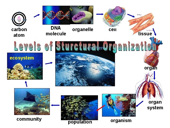 carbon atom DNA molecule organelle cell tissue biosphere ecosystem organ system community population organism