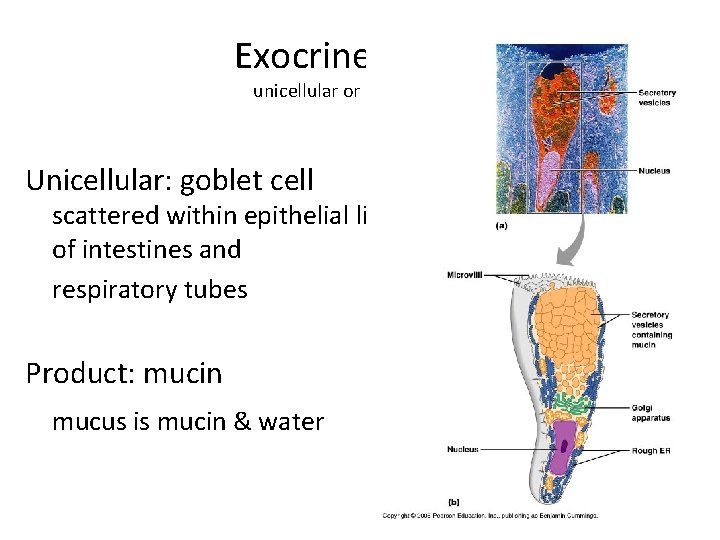 Exocrine glands unicellular or multicellular Unicellular: goblet cell scattered within epithelial lining of intestines
