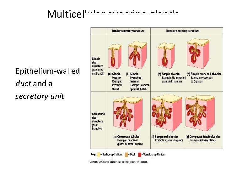 Multicellular exocrine glands Epithelium-walled duct and a secretory unit 