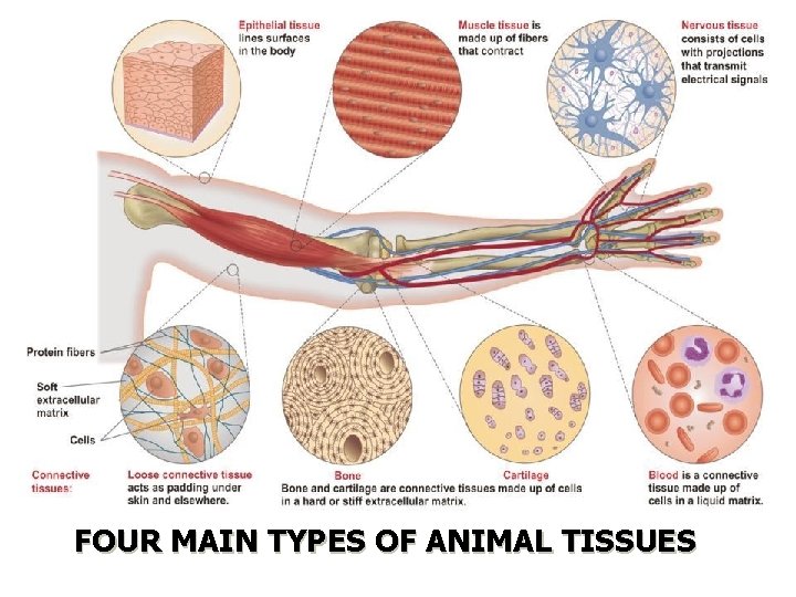 FOUR MAIN TYPES OF ANIMAL TISSUES 