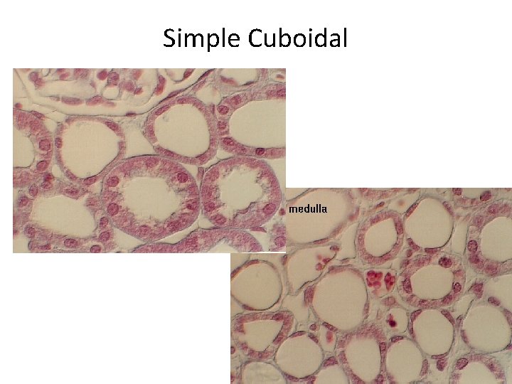 Simple Cuboidal 