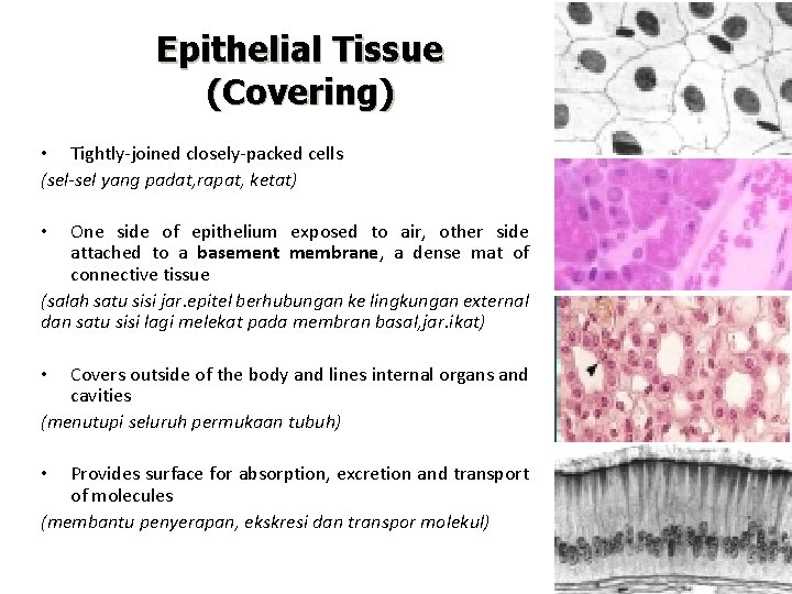 Epithelial Tissue (Covering) • Tightly-joined closely-packed cells (sel-sel yang padat, rapat, ketat) One side