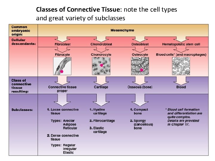 Classes of Connective Tissue: note the cell types and great variety of subclasses 