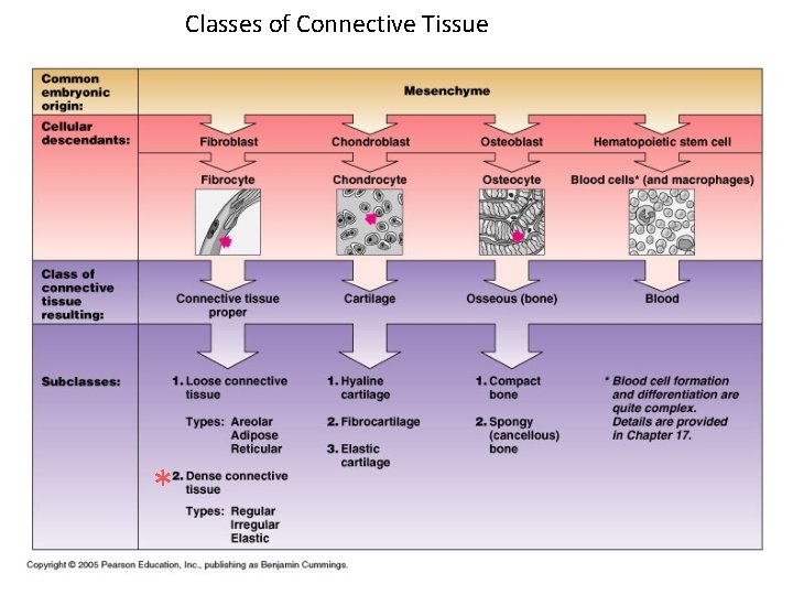 Classes of Connective Tissue * 