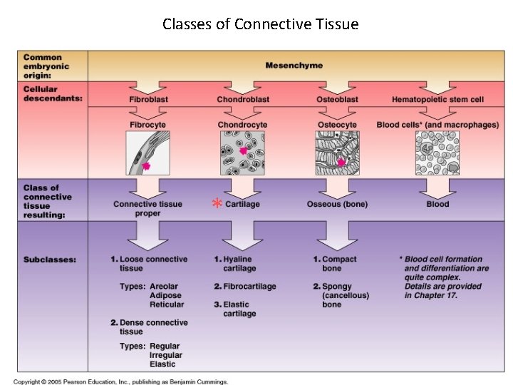 Classes of Connective Tissue * 