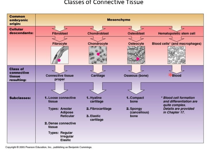 Classes of Connective Tissue * 