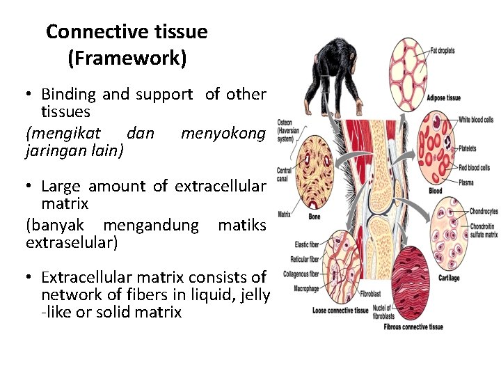 Connective tissue (Framework) • Binding and support of other tissues (mengikat dan menyokong jaringan
