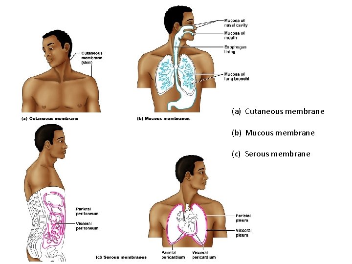 (a) Cutaneous membrane (b) Mucous membrane (c) Serous membrane 